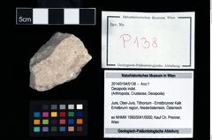 Foto (Objekt + Etikett) von Decapoda indet.  (NHMW-GEO-2014-0194-0138)